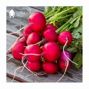 VEGETABLE: Cherry Belle RADISH *50-60 Seeds*   Fresh Heirloom Seed, High Quality & Organic - GMO Free