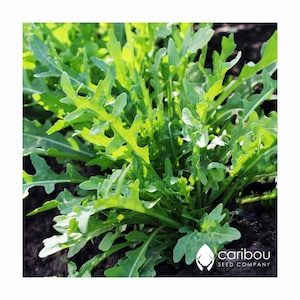 HERB: ARUGULA - 100 Organic Herb Seeds - Pasta Sauces, Fresh Salads, Easy To Grow, High Germination