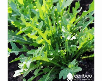 HERB: RUCGULA - 100 Bio-Kräutersamen - Pastasaucen, frische Salate, einfach zu züchten, hohe Keimung