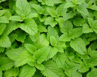 Herb Seeds / LEMON BALM / 50 Semillas / Té, platos de frutas, pescado / fácil de cultivar, alta calidad y germinación