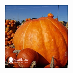 VEGETABLE: Organic Dill's Atlantic Giant PUMPKIN - 5 Seeds - Heirloom, High Quality Seed & gmo Free