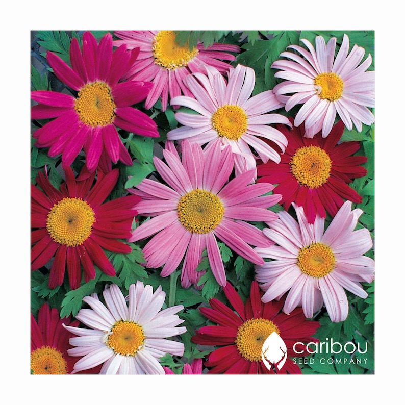 Bold Blooms Fresh Organic Seed PERENNIAL: PYRETHRUM DAISY 50-60 SeedsRobinsons Giant Single Mix
