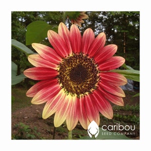 May include: A close-up of a vibrant sunflower with red and yellow petals radiating from a dark brown centre. The flower is in full bloom, showcasing its intricate details. The image includes the "caribou seed company" logo.