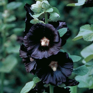 PERENNIAL | JET BLACK Hollyhock | 20 Seeds | Althea rosea | Cut Flower, Butterfly Garden | Fresh Seed | High Quality Seed
