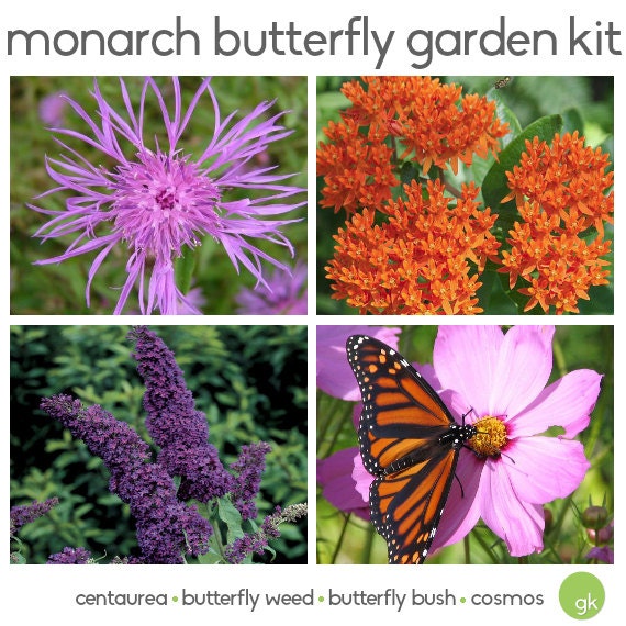 Save 25% MONARCH BUTTERFLY GARDEN Seed Kit 4 Flowers | Etsy