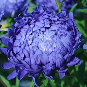 CARIBOU SEED COMPANY | Mid Blue Aster | Annual | 50-60 Seeds | Callistephus chinensis | Fresh Canadian Seed | Heirloom Variety