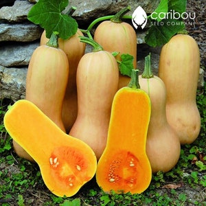 Puede incluir: Un grupo de calabazas Butternut, algunas enteras y otras cortadas por la mitad, mostrando la pulpa naranja en el interior. Las calabazas son de color amarillo pálido con una piel lisa. La imagen está tomada desde un ángulo ligeramente elevado, mostrando las calabazas sobre un lecho de hierba verde.