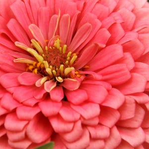 Peut inclure: Gros plan sur une fleur de zinnia rose vif. Les pétales sont superposés et denses, créant une apparence pleine et texturée. Le centre de la fleur présente des étamines jaunes et orange, ajoutant du contraste aux pétales roses.