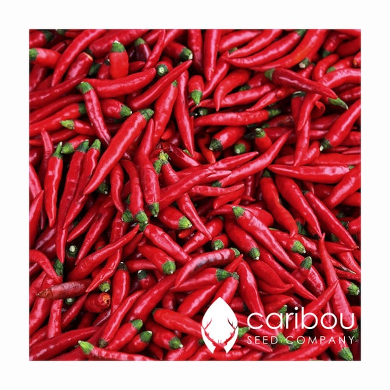 100 Seeds Chile De Arbol Chili Peppers Organic Semilla De Chile