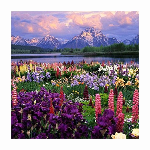 WILDFLOWER EASTERN Mix 100 Seeds 17 Different Annuals & Etsy