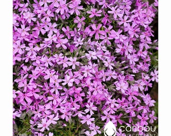 PERENNIAL | Rainbow ROCK CRESS  | 200-250 Seeds |  Spreading Habit | Excellent Groundcover | Deer Resistant | Fresh Organic Seed