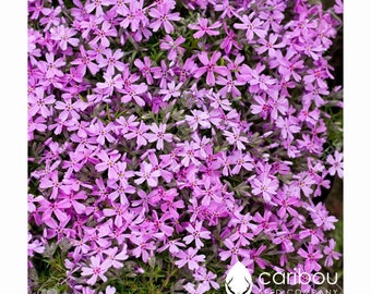 PERENNIAL | Rainbow ROCK CRESS  | 100 Seeds |  Spreading Habit | Excellent Groundcover | Deer Resistant | Fresh Organic Seed