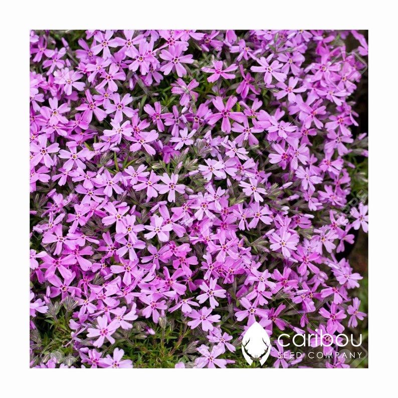 PERENNIAL Rainbow ROCK CRESS 100 Seeds Spreading Habit Excellent Groundcover Deer Resistant Fresh Organic Seed image 1