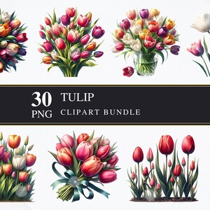 Tulip | Clipart PNGS | Commercial | Printable Graphics | Card Making | Sublimation | Decoupage | PNG | Digital | Spring Tulips
