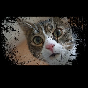 May include: A close-up of a tabby cat's face with green eyes, a white patch on its nose, and a pink nose. The cat is looking directly at the camera with a curious expression. The background is blurred and has a distressed, textured effect.