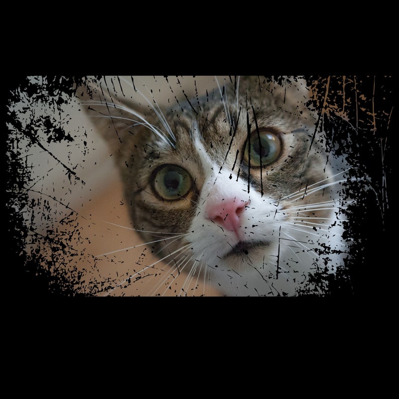 May include: A close-up of a tabby cat's face with green eyes, a white patch on its nose, and a pink nose. The cat is looking directly at the camera with a curious expression. The background is blurred and has a distressed, textured effect.