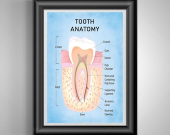 Human Tooth Anatomy Chart Print, Dental Wall Art, Dentist Office Decor, Hygienist Student Gift Poster