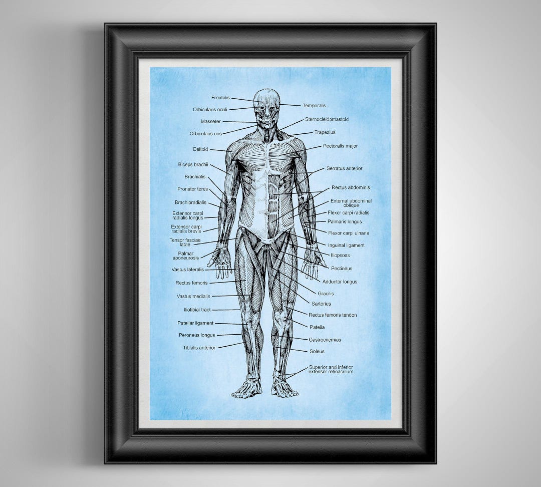 Human Anatomy Wall Art (set of 3 Prints) | Medical Illustrations of ...