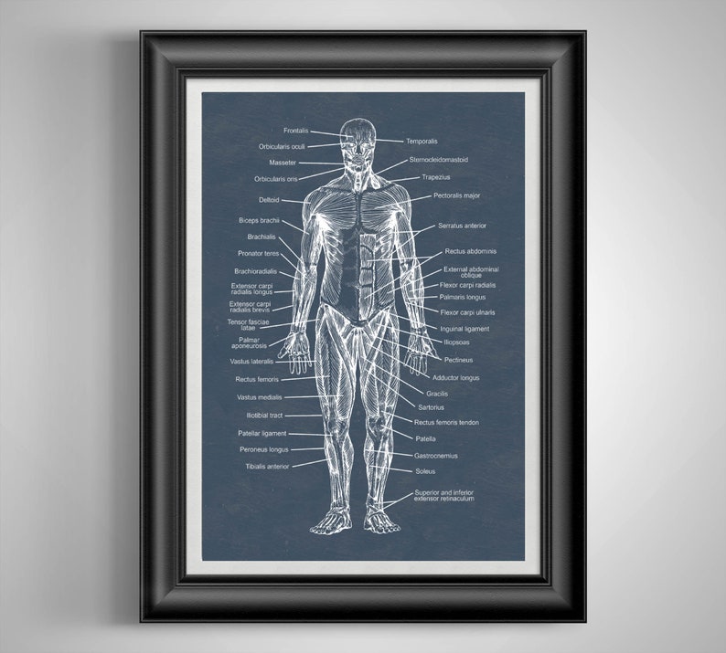Human Anatomy Wall Art (set of 3 Prints) | Medical Illustrations of ...