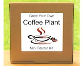 Grow Your Own Fresh Coffee Plant Growing Kit Complete beginner friendly indoor gardening starter kit Gift for men, women or children
