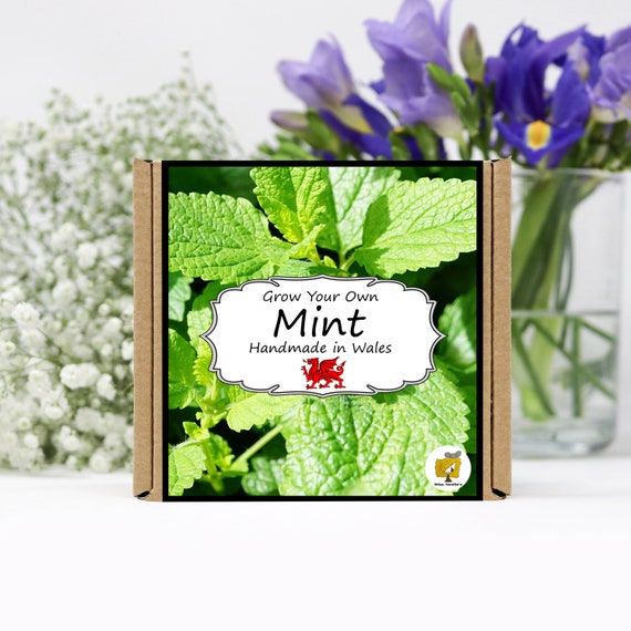 Grow Your Own Mint Herbs Kit. Mint seeds growing kit.