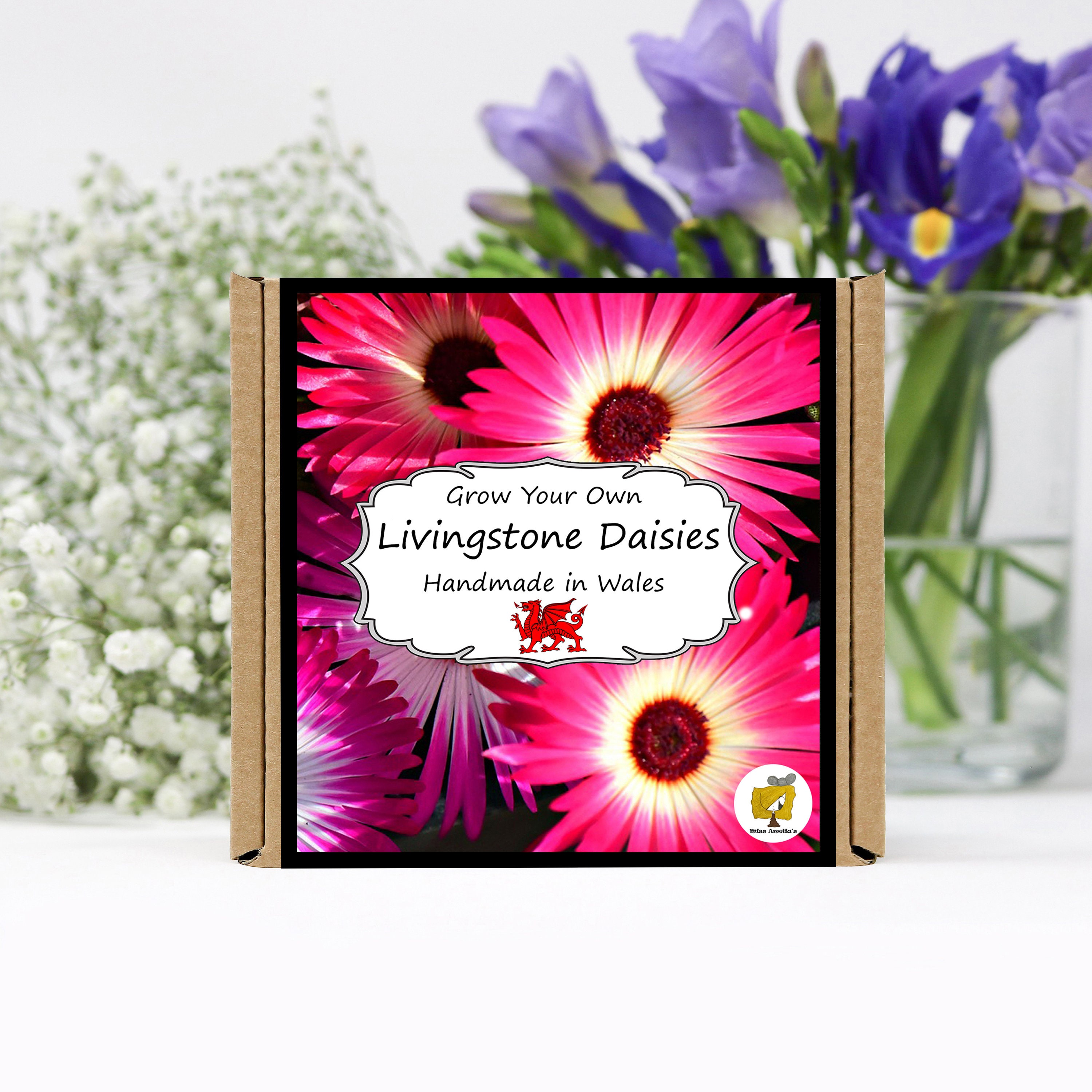 Grow Your Own Livingstone Daisy Plant Kit. Livingstone Daisy Etsy UK