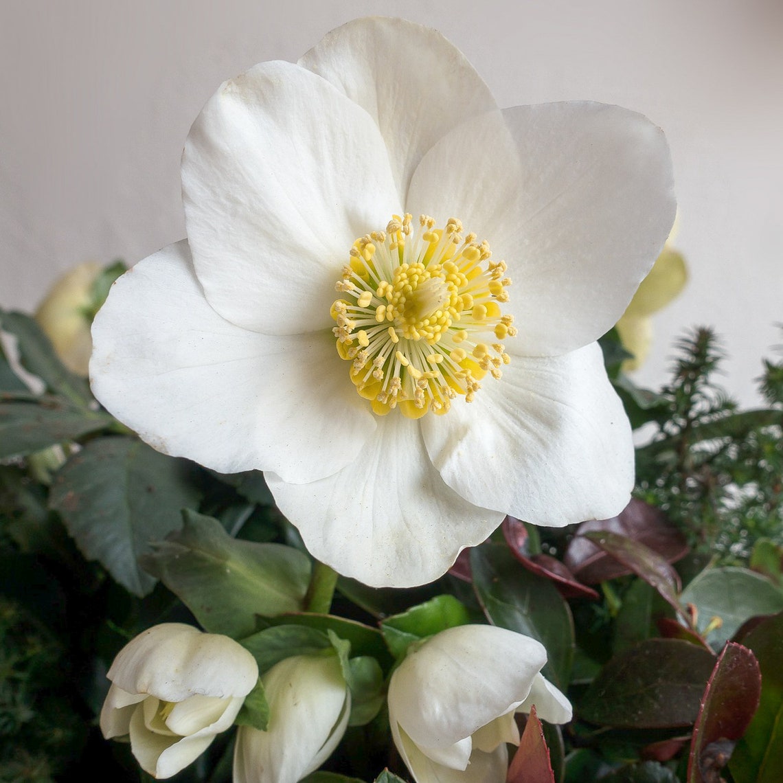 Grow Your Own Christmas Rose Plant Kit. Christmas Rose Seeds Etsy UK