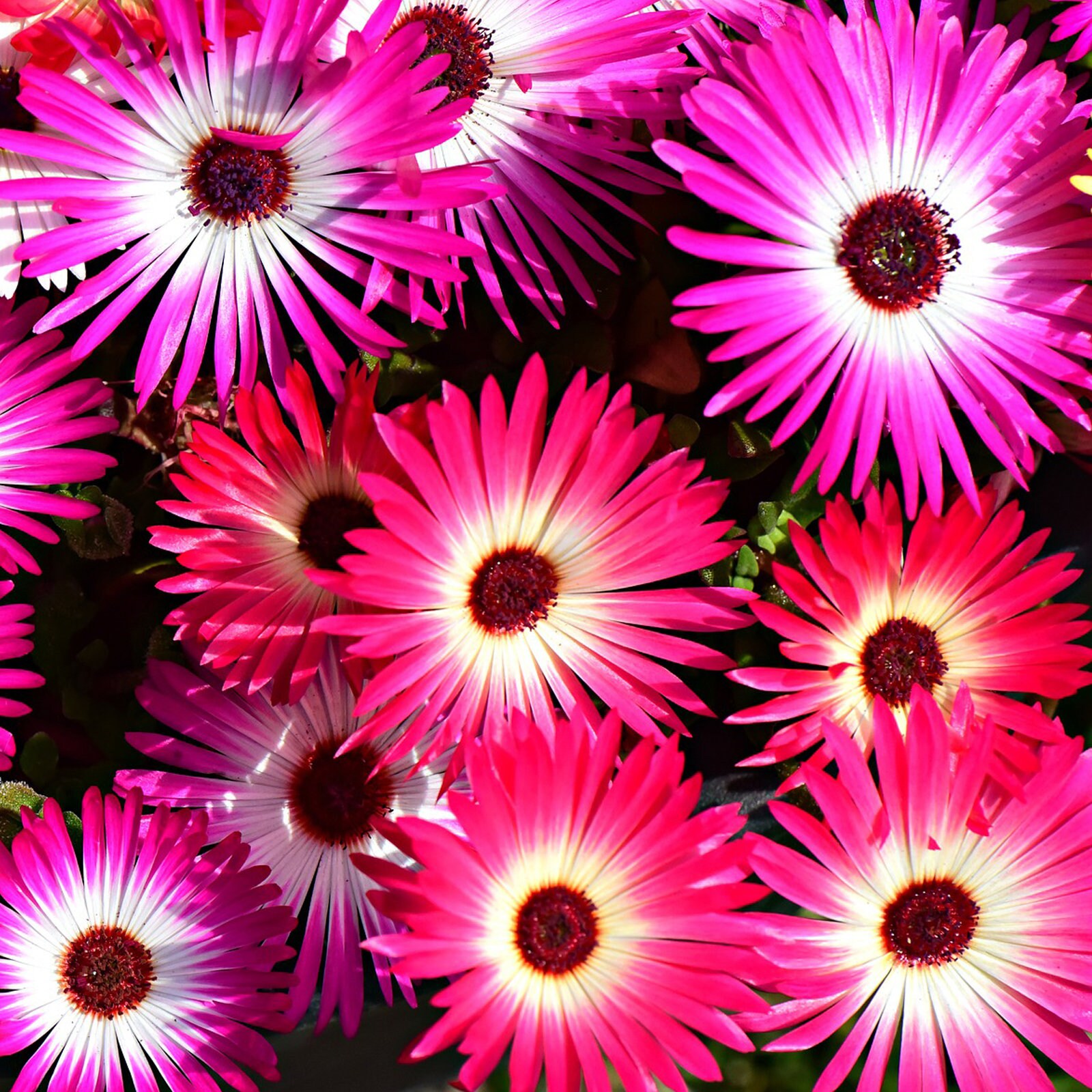 Grow Your Own Livingstone Daisy Plant Kit. Livingstone Daisy Etsy UK