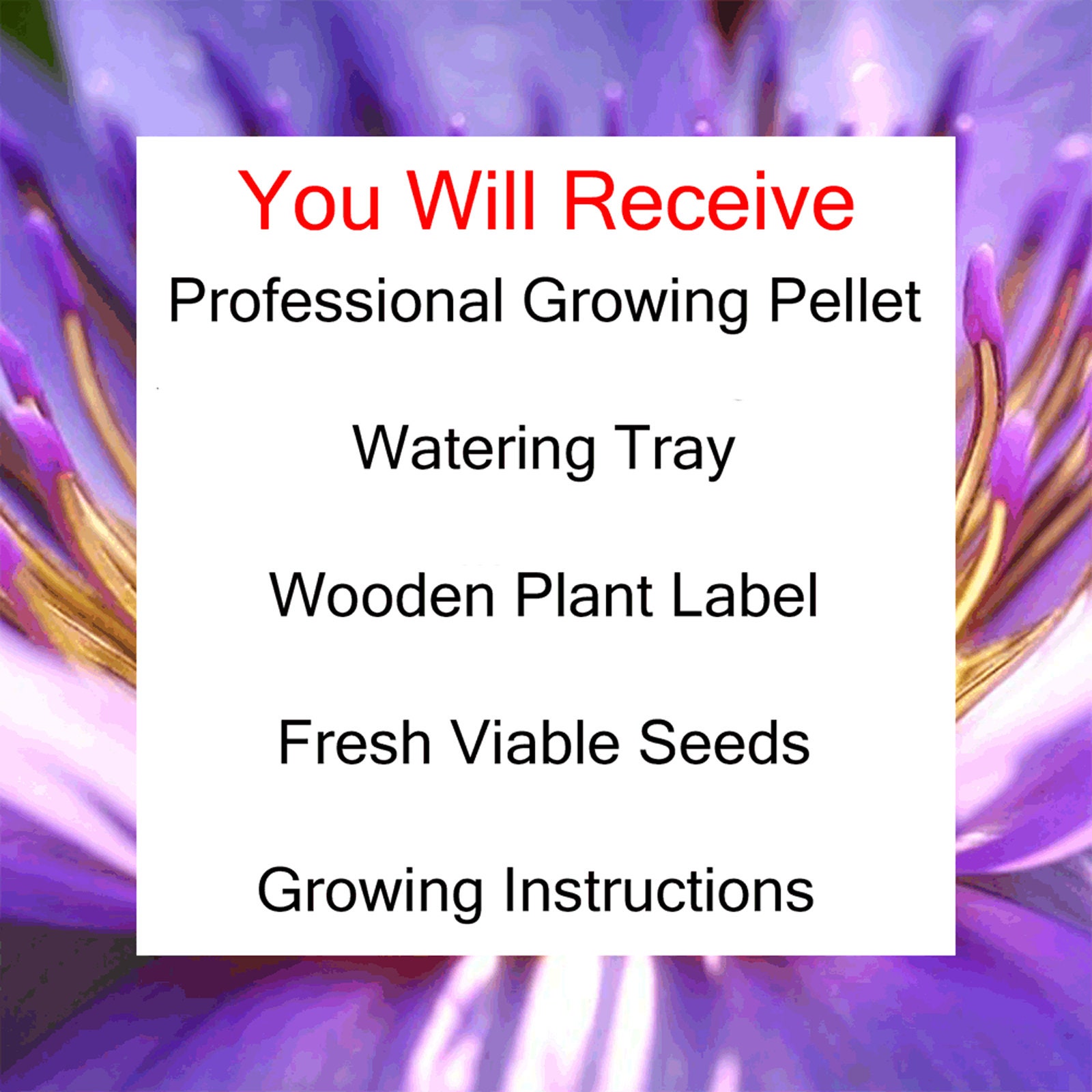GROW YOUR OWN BONSAI TREE WISTERIA BONSAI SEED KIT GROW YOUR OWN BONSAI TREE WISTERIA BONSAI SEED KIT