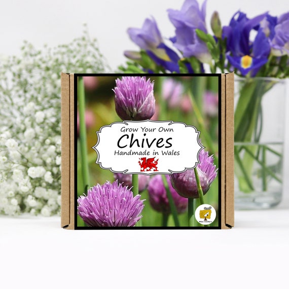 Grow Your Own Chives Herbs Kit. Chives seeds growing kit.