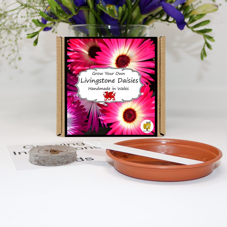 Grow Your Own Livingstone Daisy Plant Kit. Livingstone Daisy Etsy UK