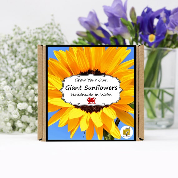 Grow Your Own Sunflower Plant Kit. Gardening Gift, Birthday, Personalised, Kids, Flower Seeds
