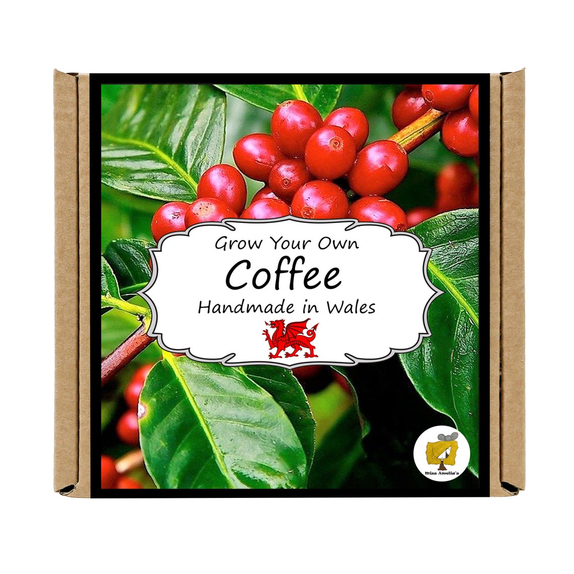 Grow Your Own Coffee Plant Kit. Coffee Seeds Growing Kit. Etsy UK