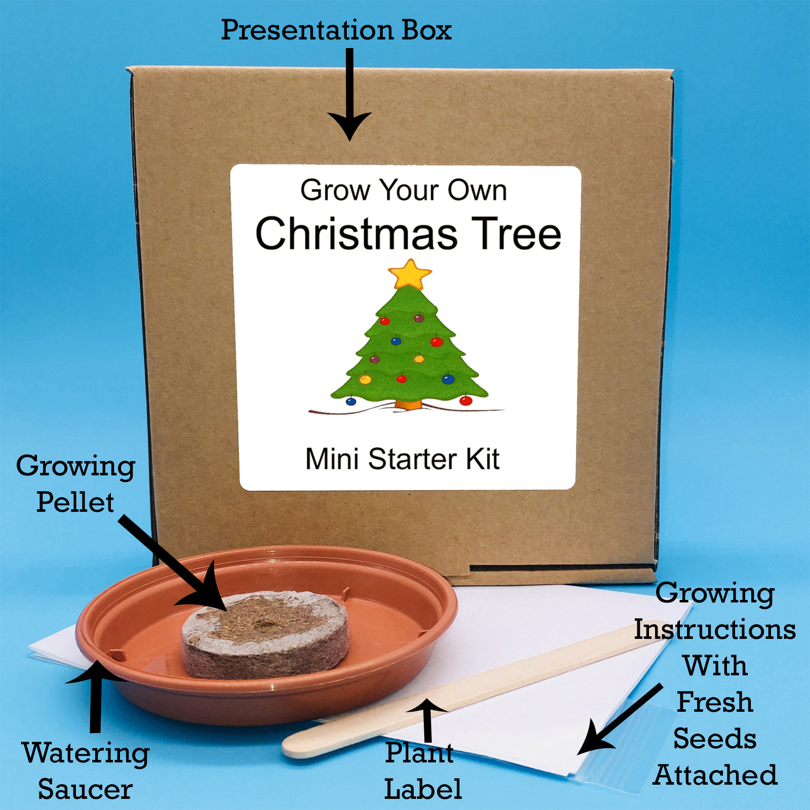 Grow Your Own Christmas Tree Growing Kit Complete beginner Etsy