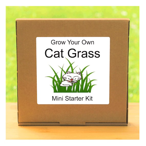 cat grass growing kit