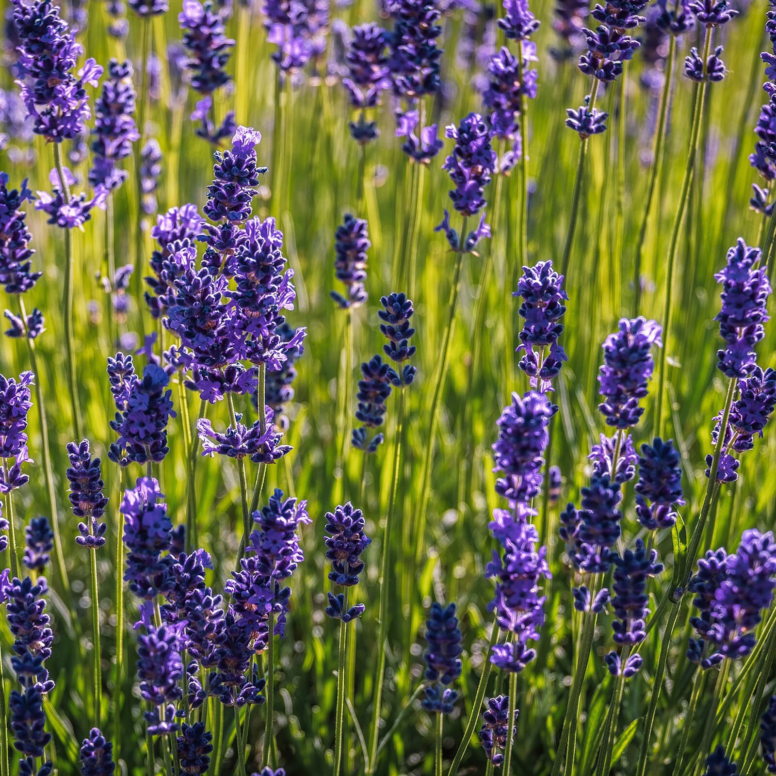 Grow Your Own Lavender Lavender Plant
