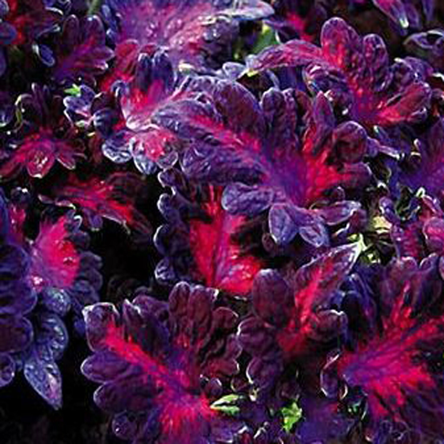 Black dragon rose plant