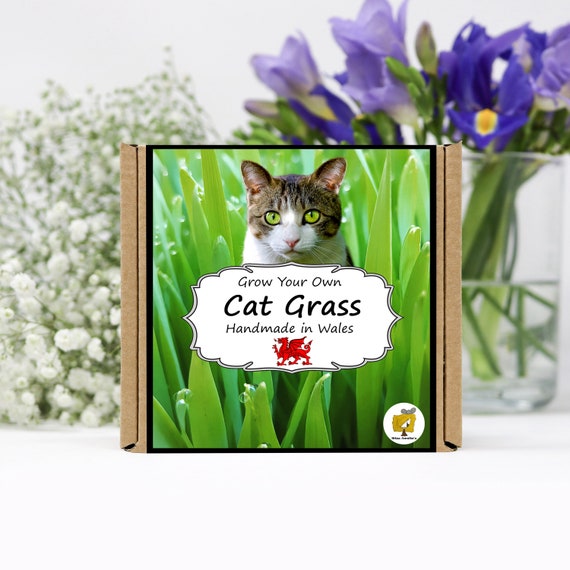Grow Your Own Cat Grass Plant Kit. Gardening Gift, Birthday, Personalised, Kids, Seeds