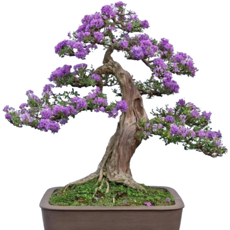 Grow Your Own American Redbud Bonsai Tree Growing Kit Etsy