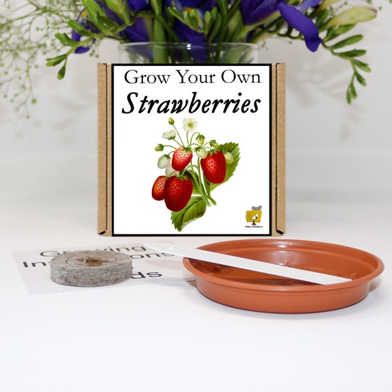 Grow Your Own Strawberry Plant Kit. Unusual, Gardening Gift, Birthday,  Kids, Children, Him, Her, Seeds, Teacher Gift