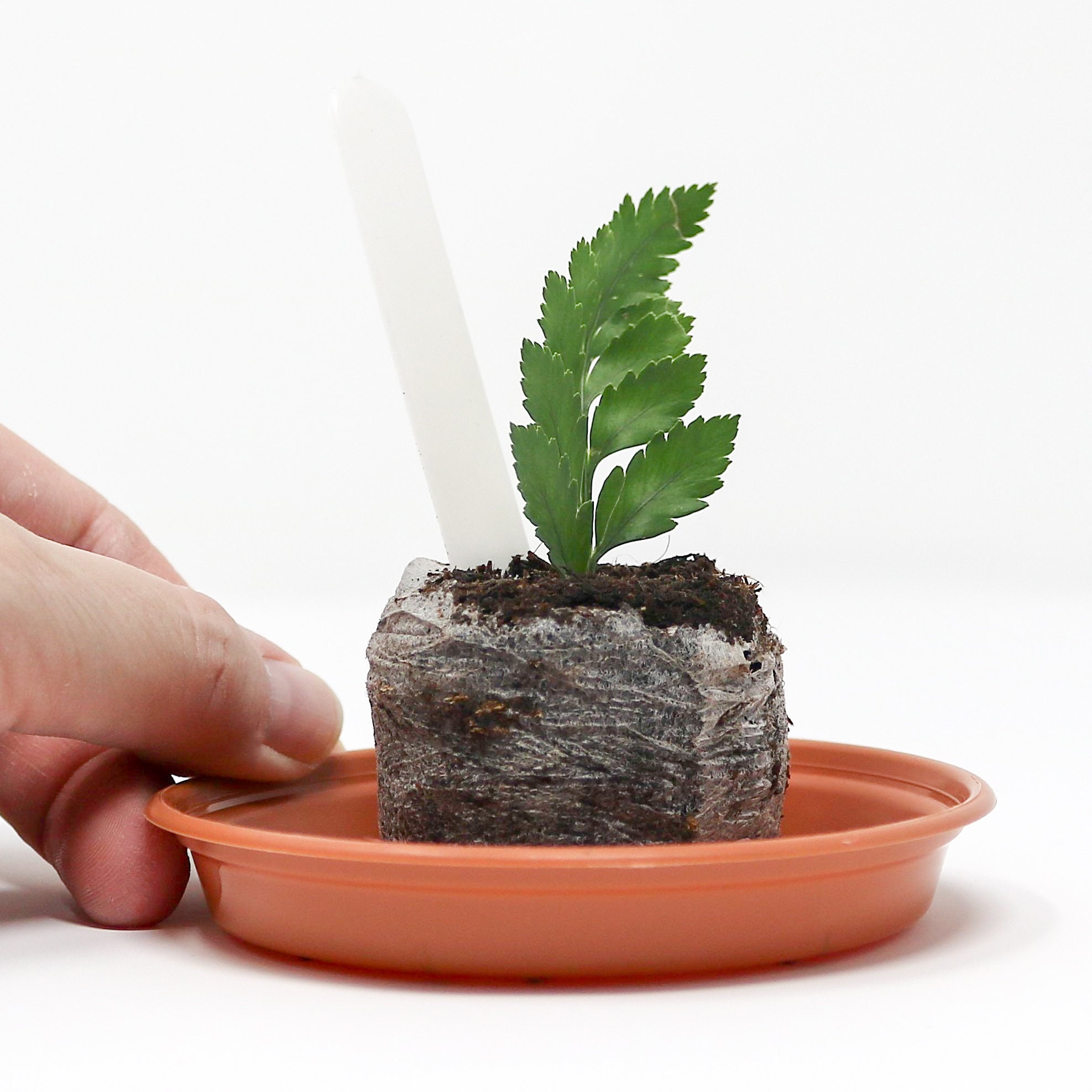 Grow Your Own Livingstone Daisy Plant Kit. Livingstone Daisy Etsy UK