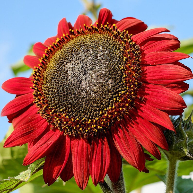 Grow Your Own Red Sunflower Plant Kit. Gardening Gift Etsy UK