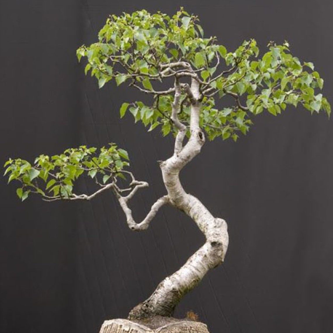 Grow Your Own Silver Birch Bonsai Tree Growing Kit Beginner Etsy