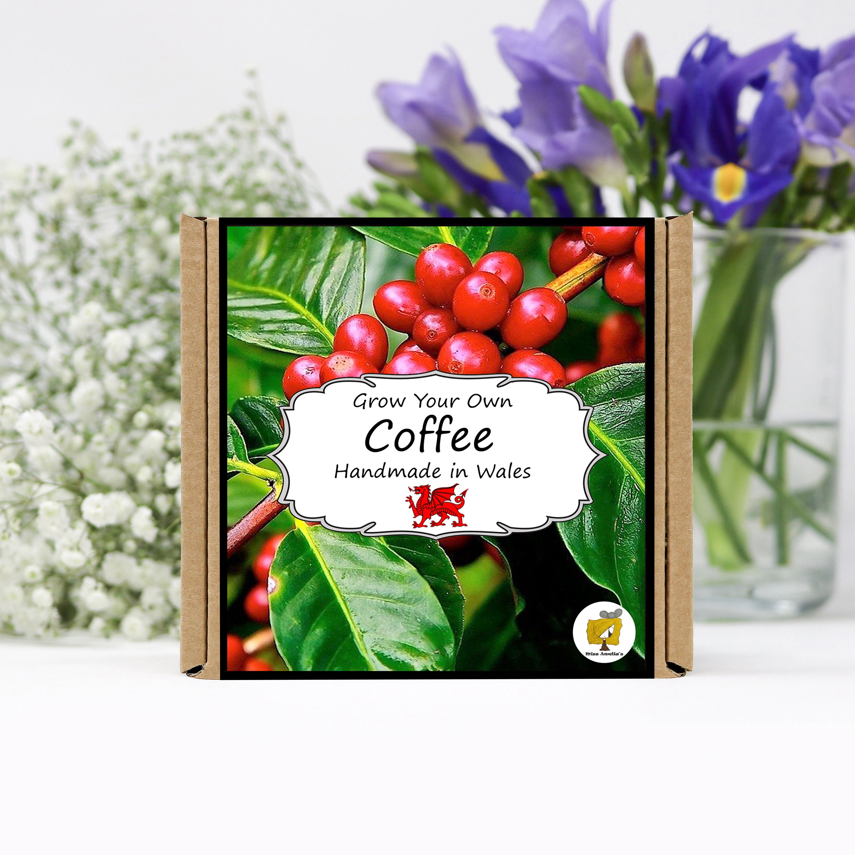 Grow Your Own Coffee Plant Kit. Coffee Seeds Growing Kit. Etsy UK