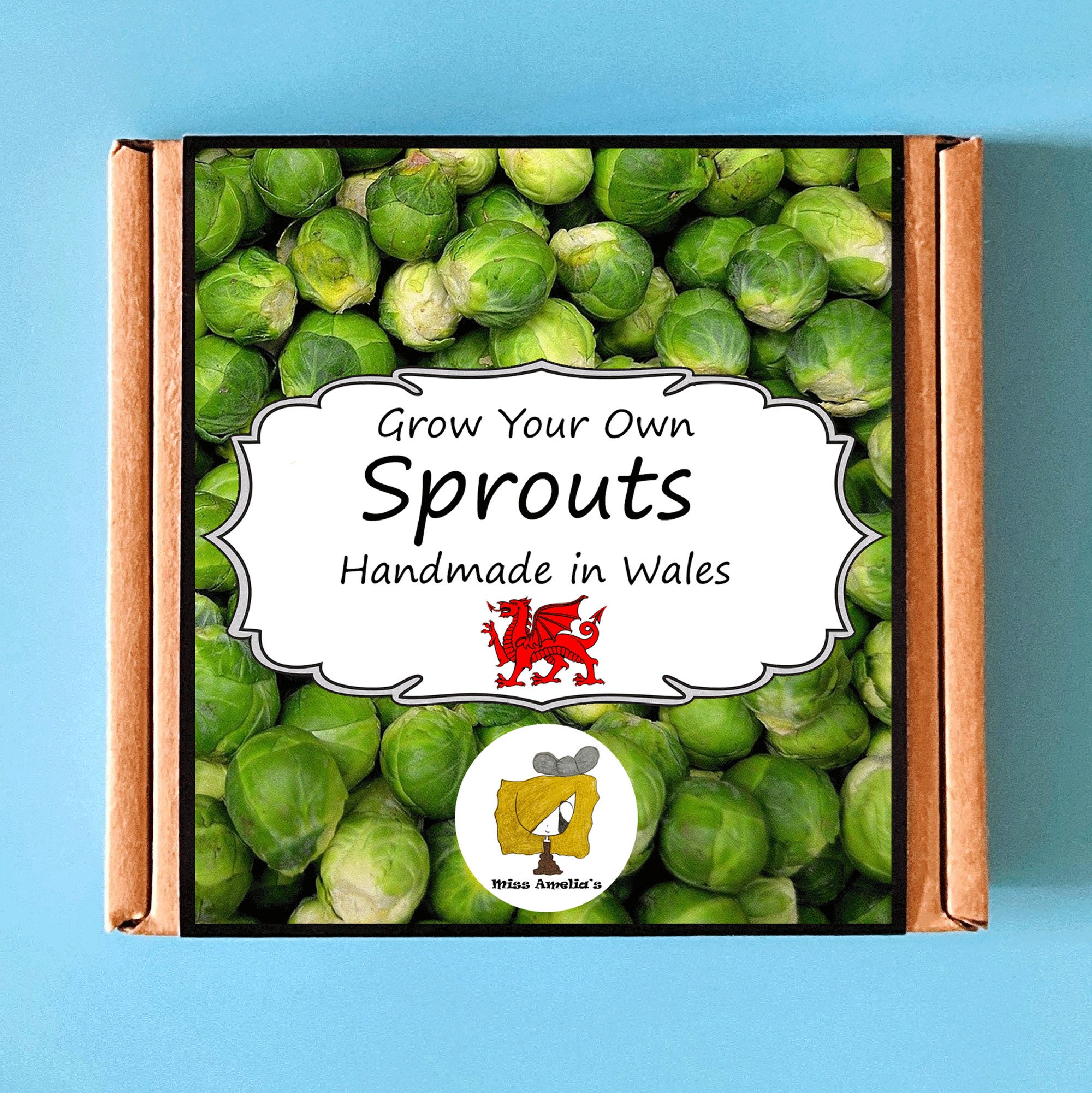 Grow Your Own Sprouts Plant Kit. Indoor Gardening Gift. Etsy
