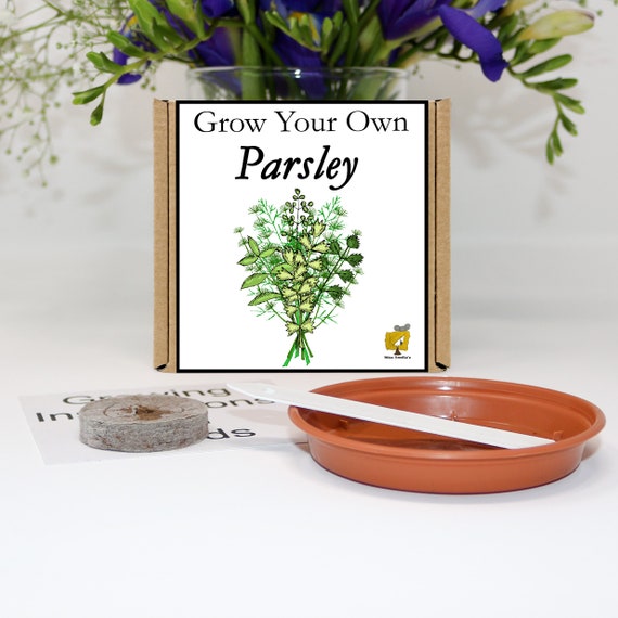 Grow Your Own Parsley Plant Kit. Unusual, Gardening Gift, Birthday,  Kids, Children, Him, Her, Seeds, Teacher Gift, Starter Kit