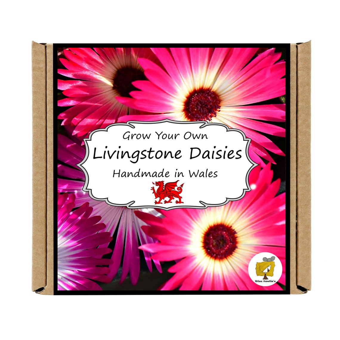 Grow Your Own Livingstone Daisy Plant Kit. Livingstone Daisy Etsy UK