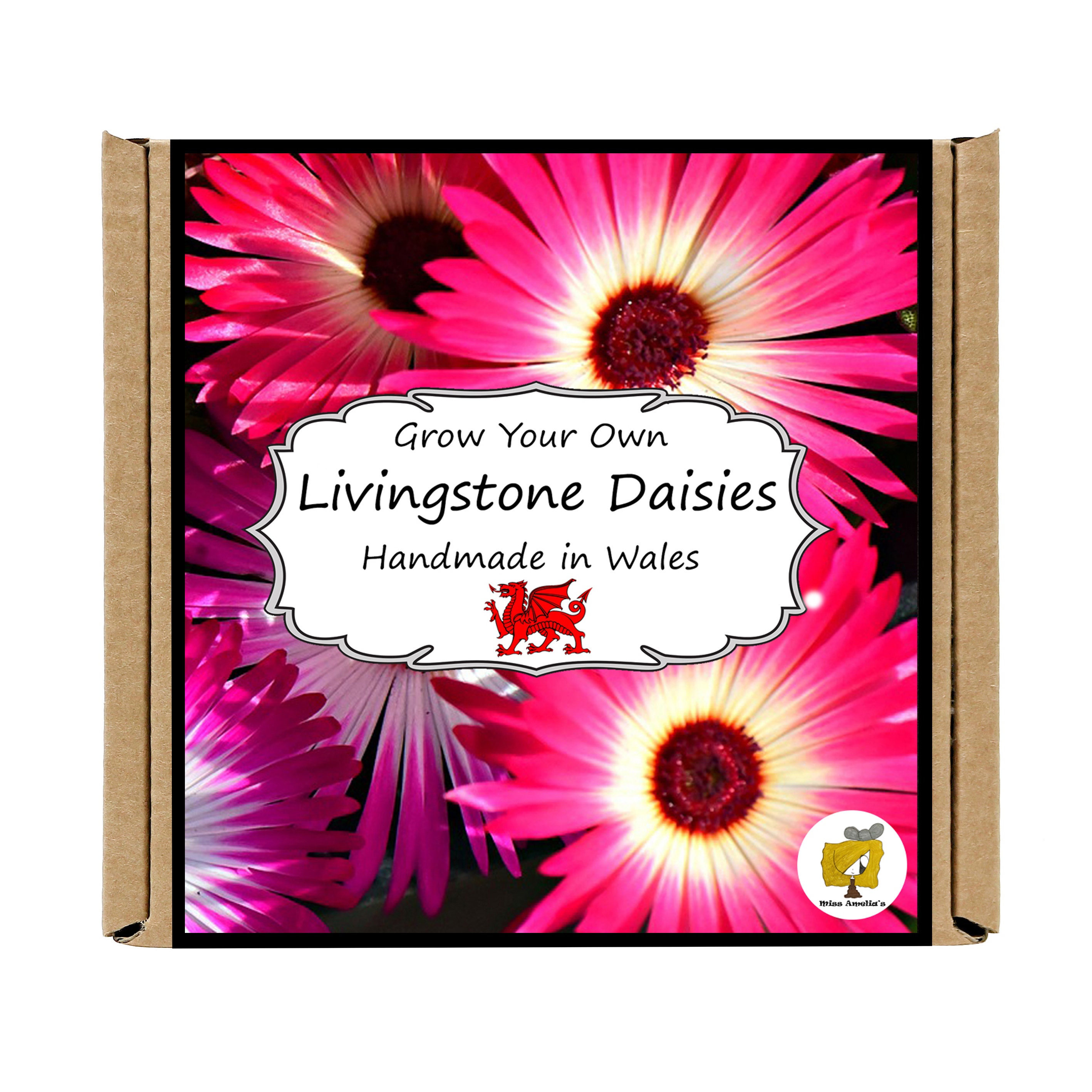 Grow Your Own Livingstone Daisy Plant Kit. Livingstone Daisy Etsy UK