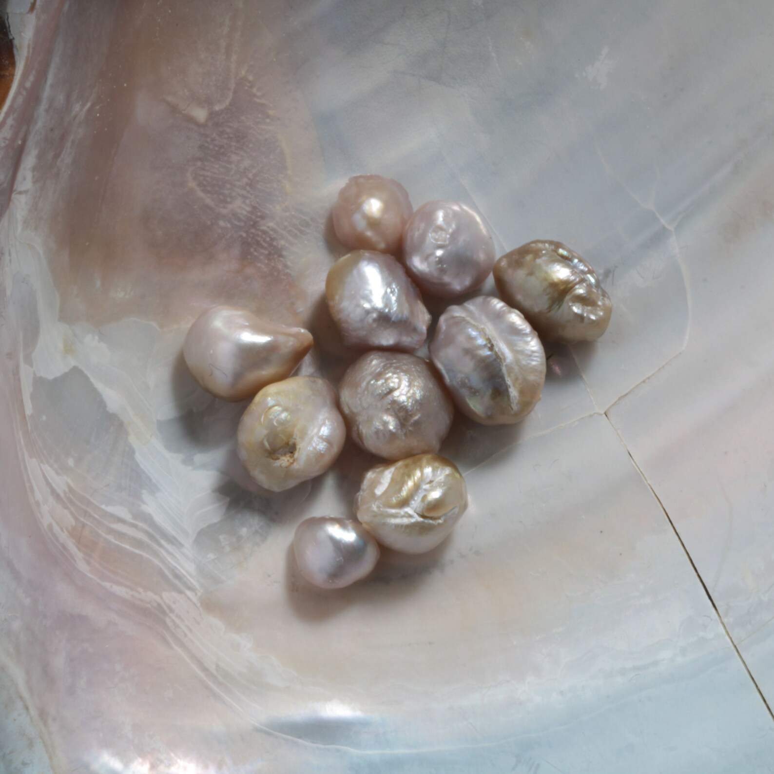 10 ALL Natural freshwater river pearls 17cts tot. Rare Loose Etsy