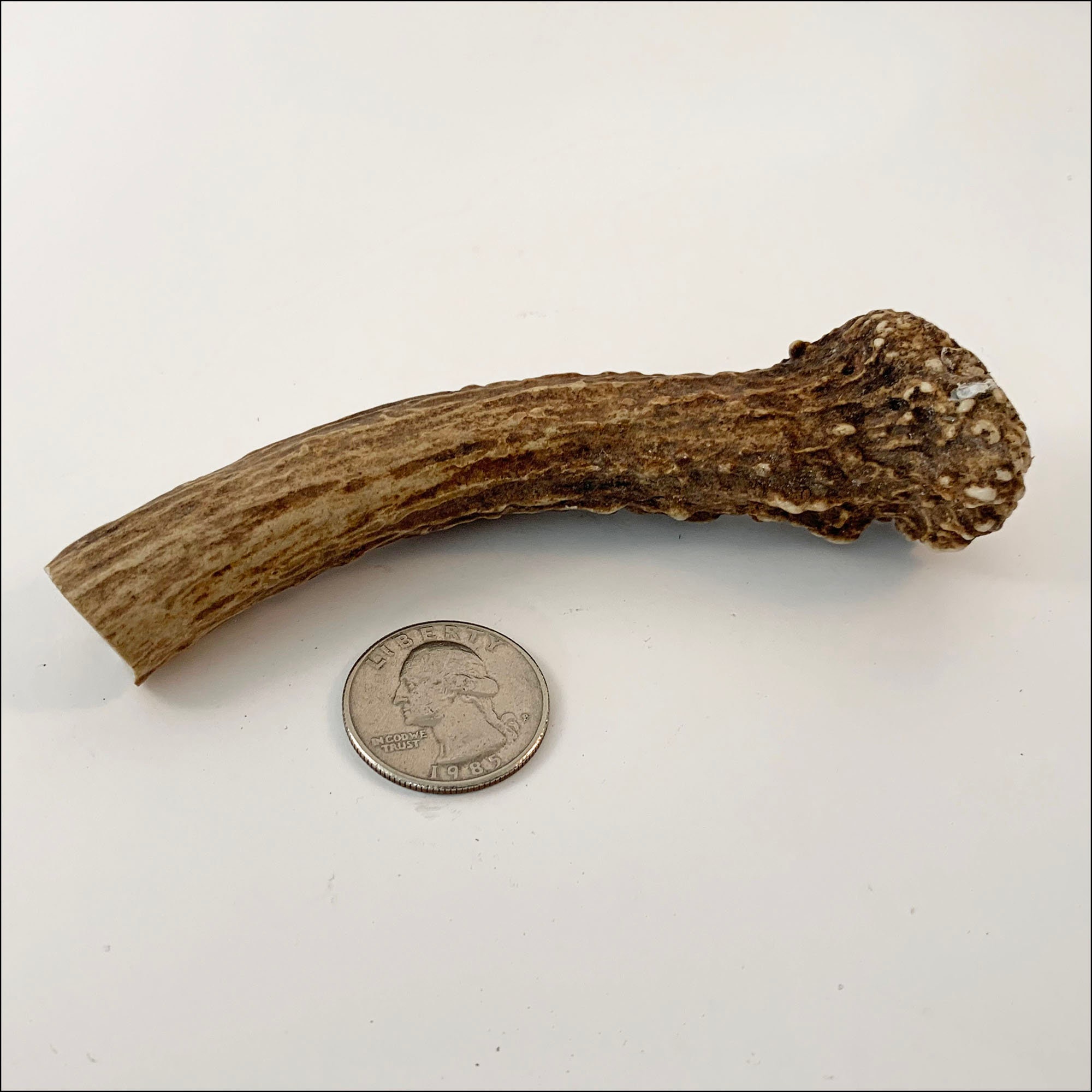 Deer Antler Crown Stick Knife Making Handle 4.5 - Etsy